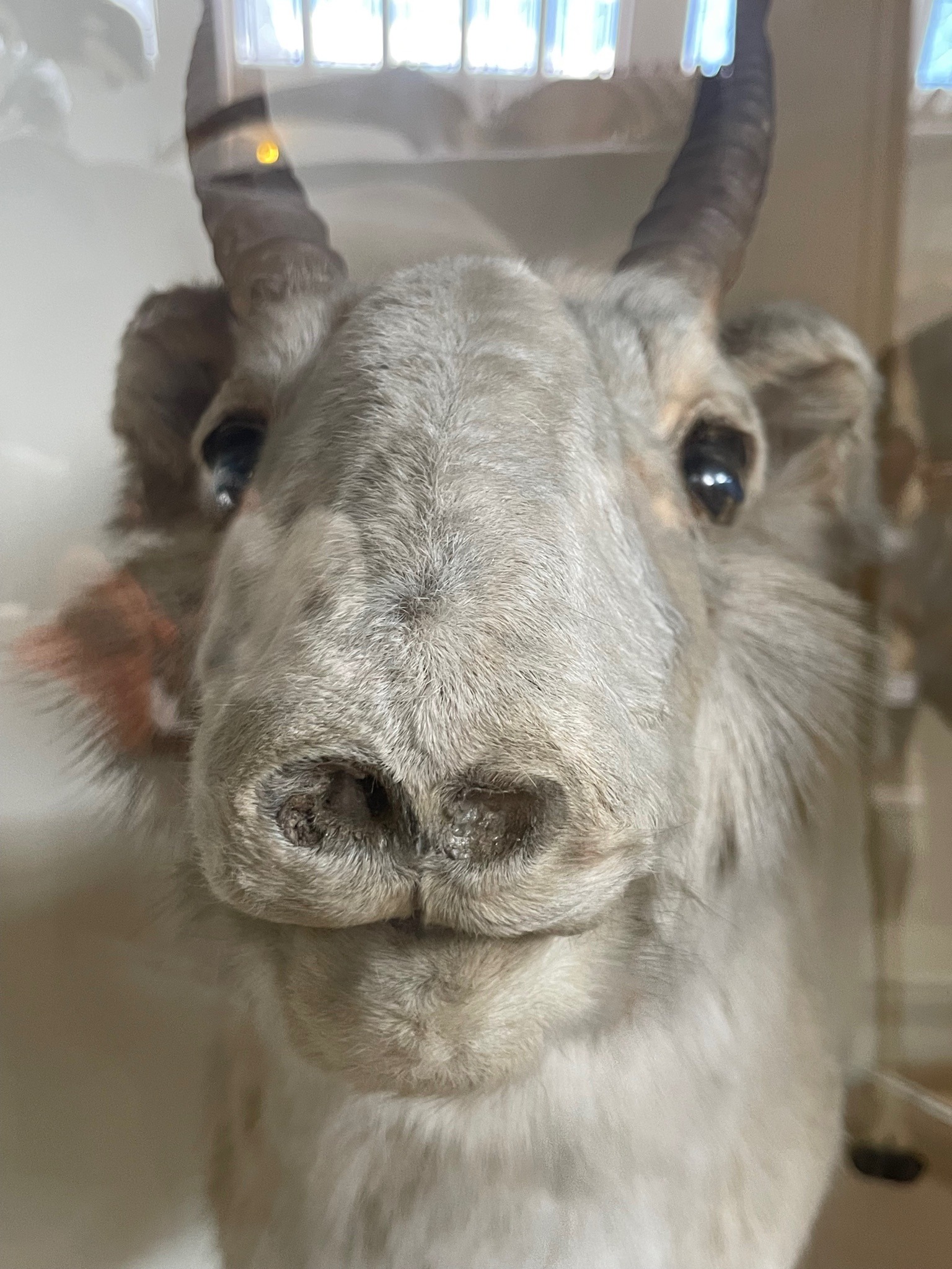 Saiga Antelope