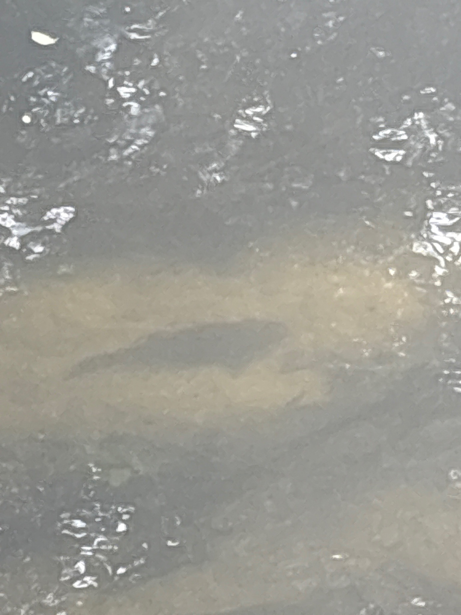 Freshwater Fish