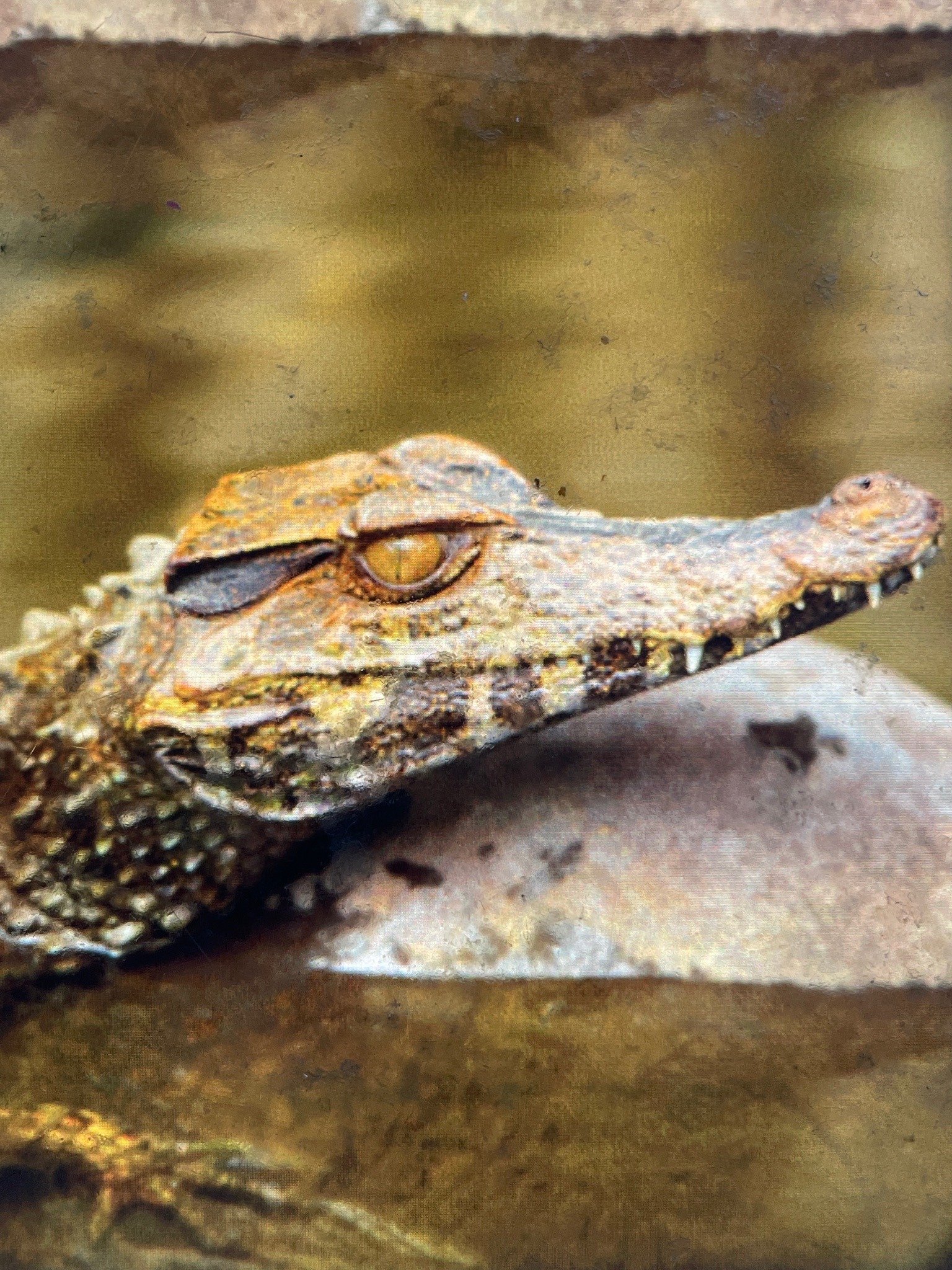 Dwarf Caiman