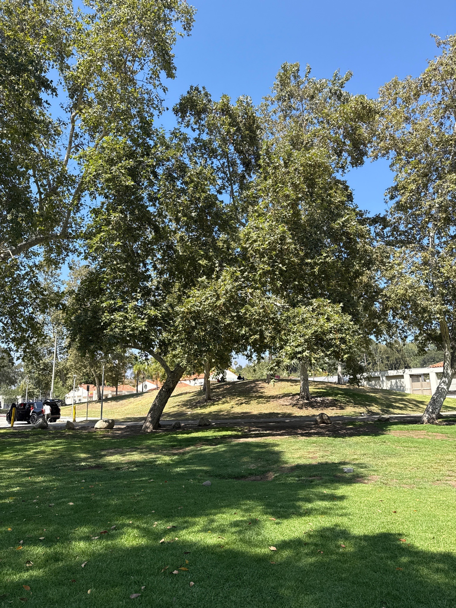 California Sycamore