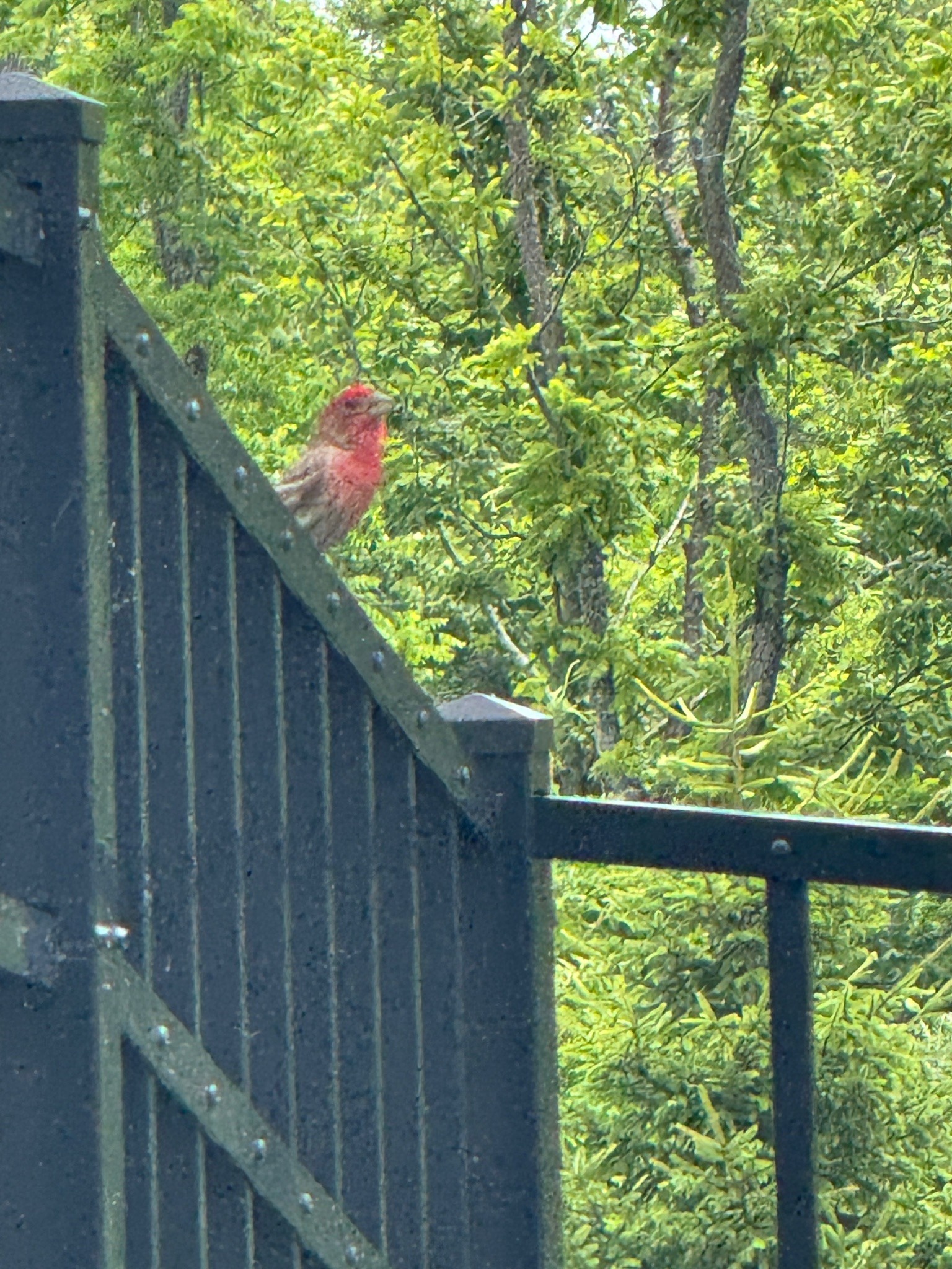 House Finch (Male)