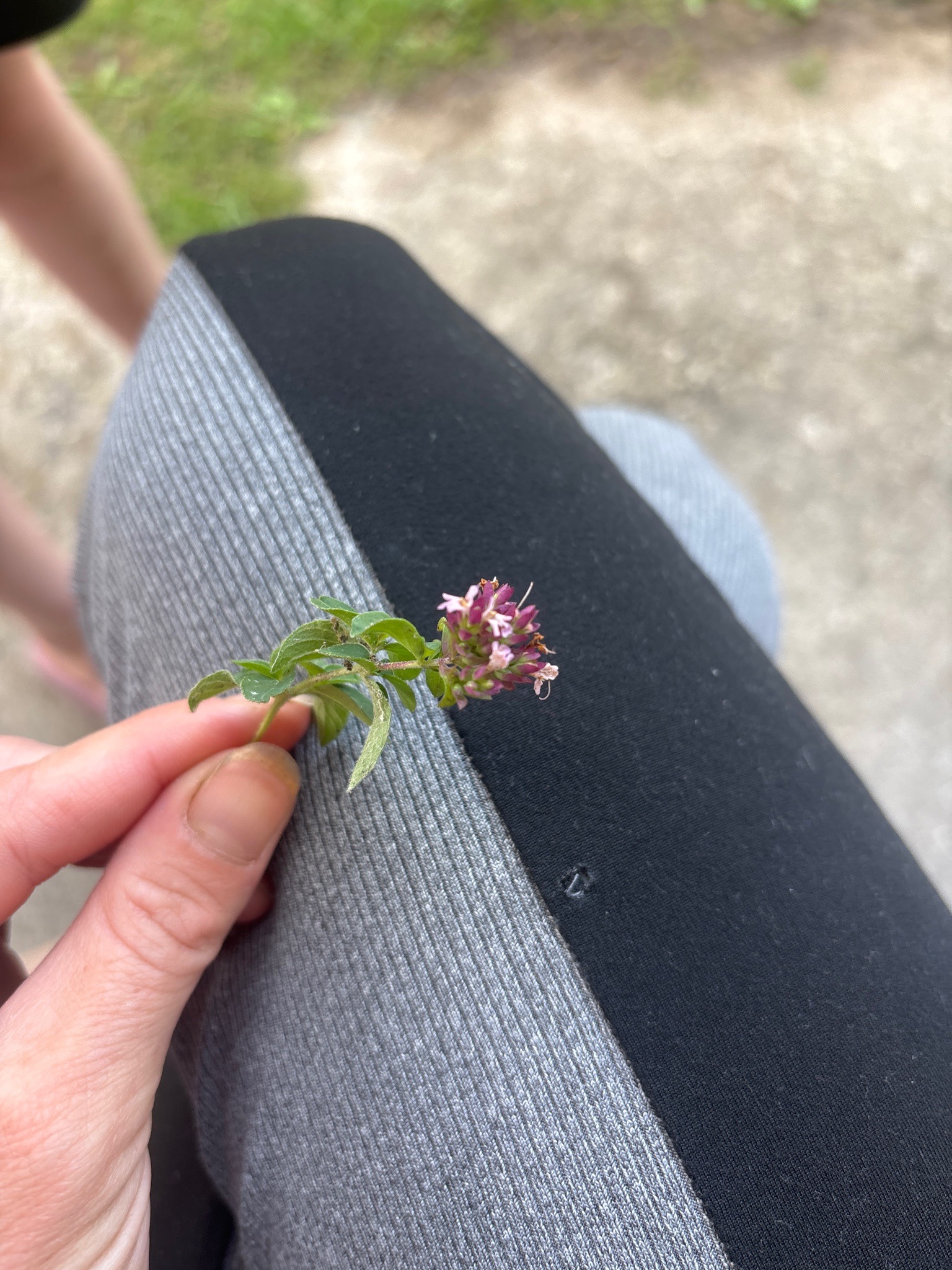 Wild Marjoram
