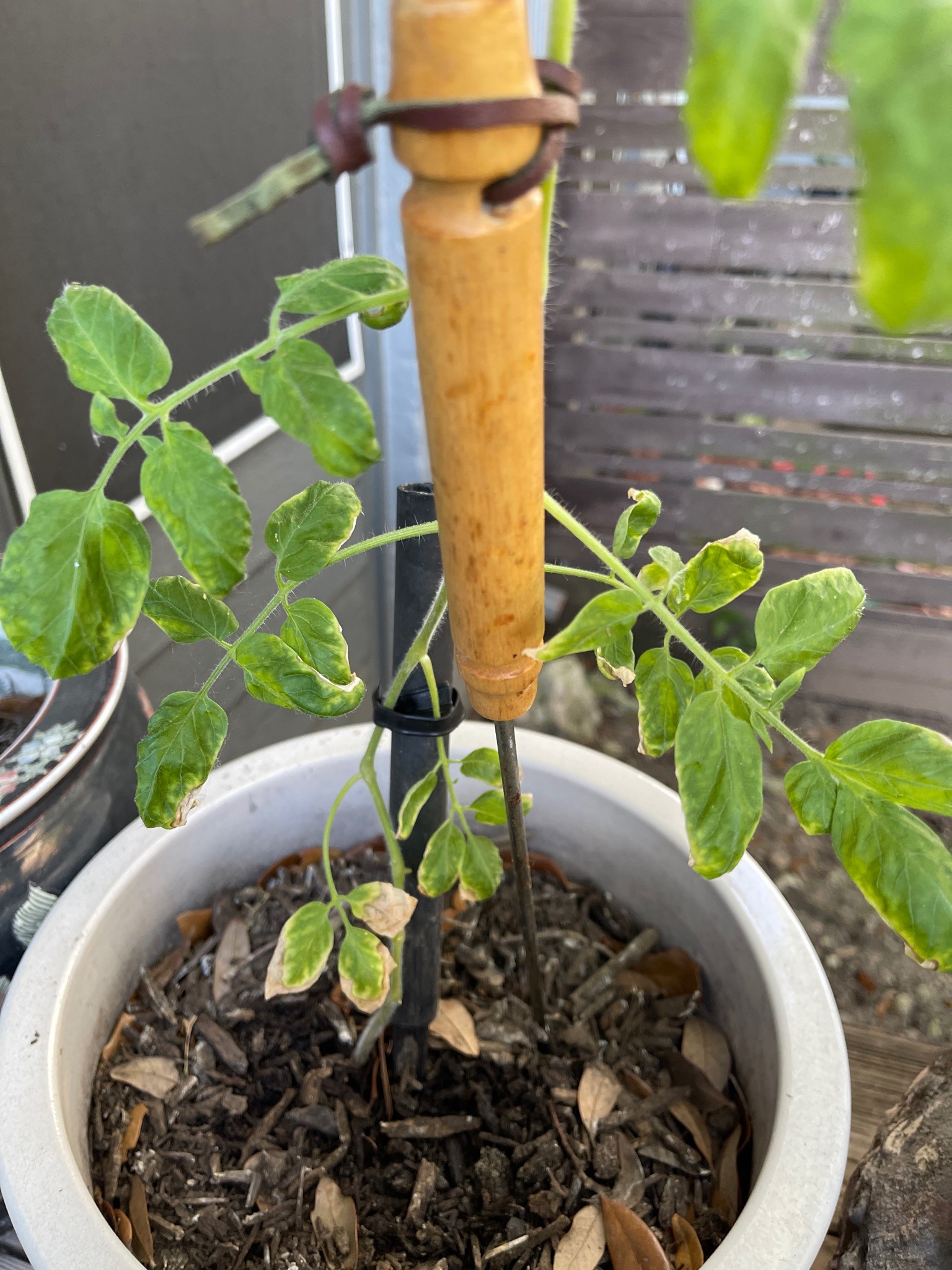 Tomato plant