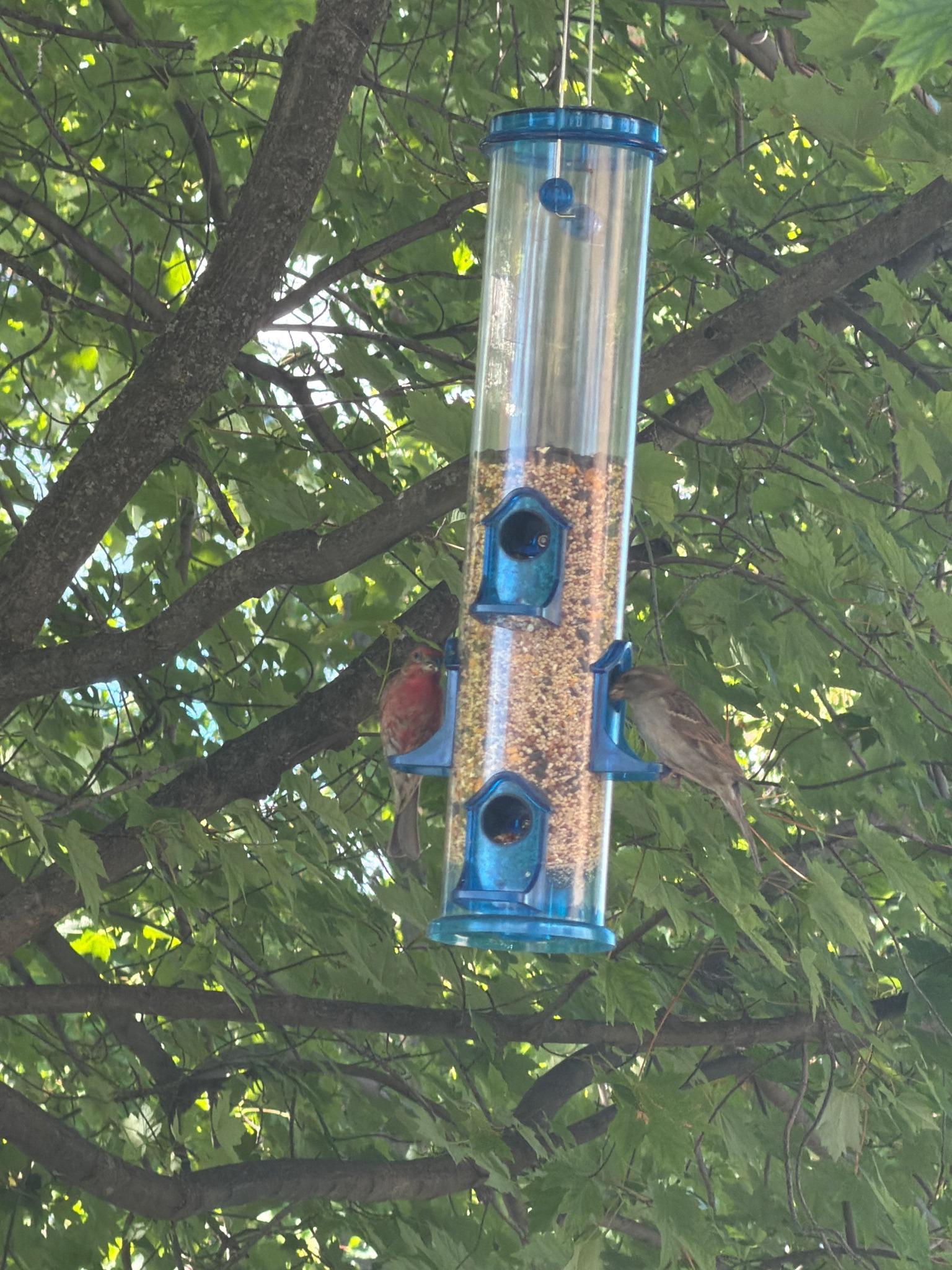 House Finch