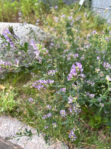 Alfalfa (Medicago sativa)