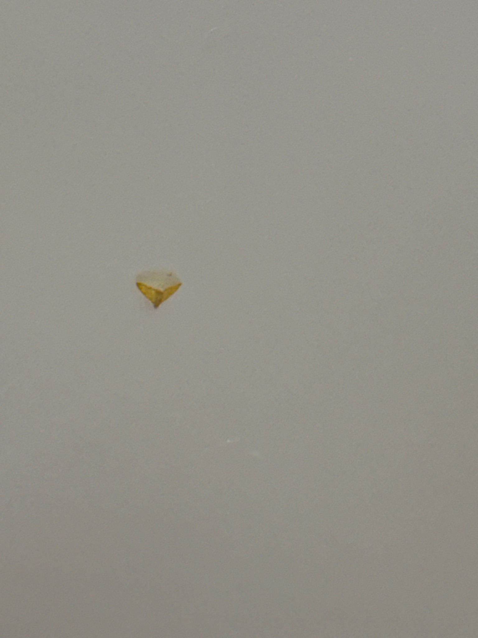 Indian Meal Moth