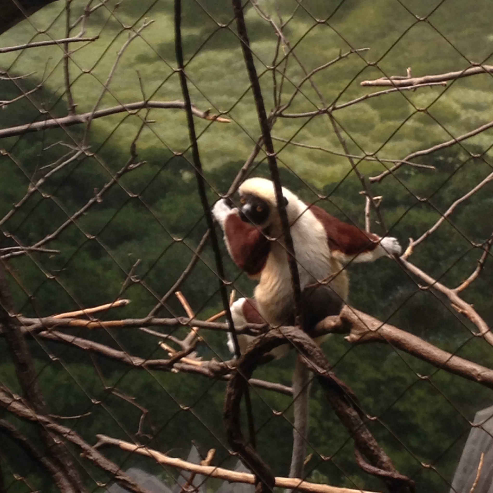 Coquerel's Sifaka