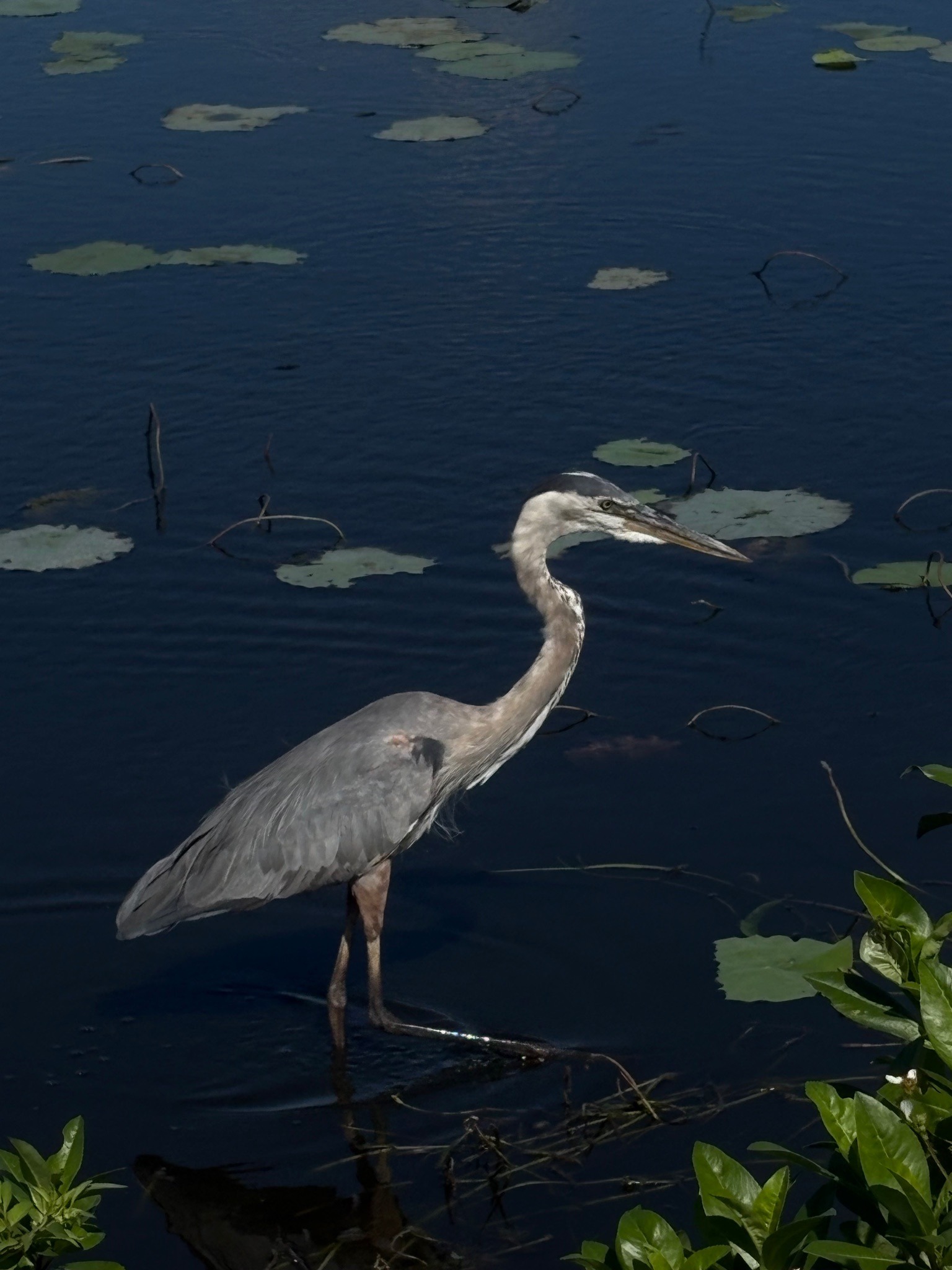 Great Blue Heron