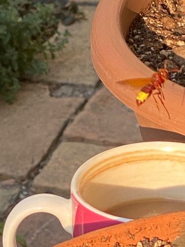 Asian Hornet (Vespa velutina)