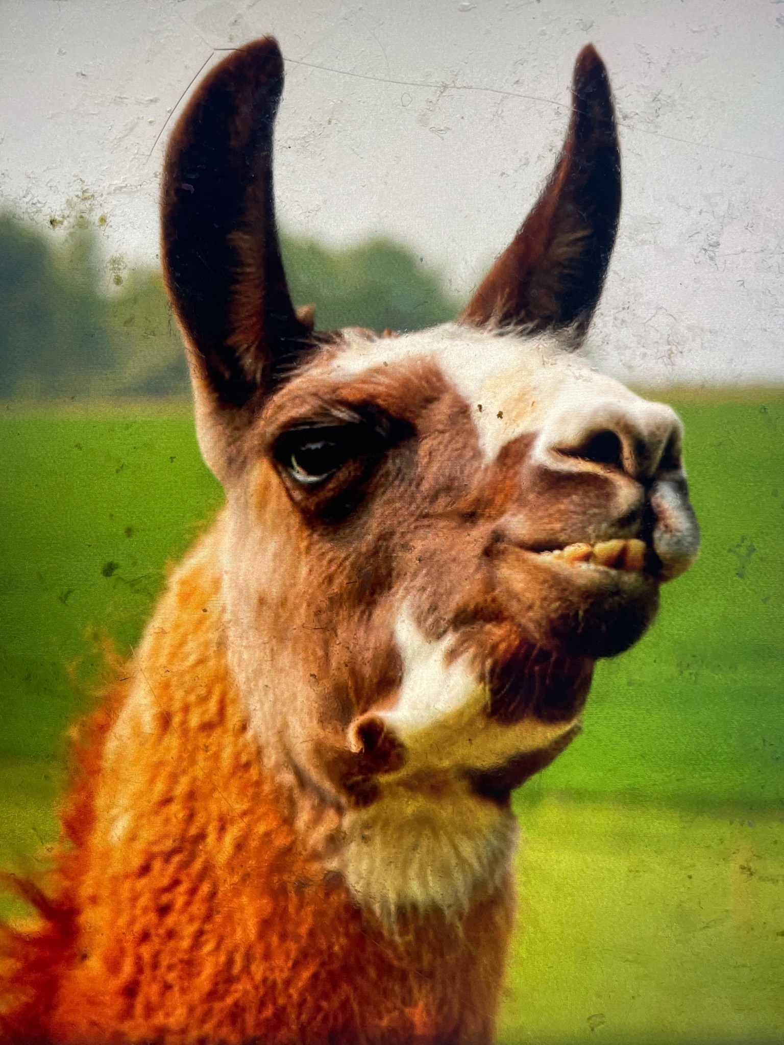 Llama