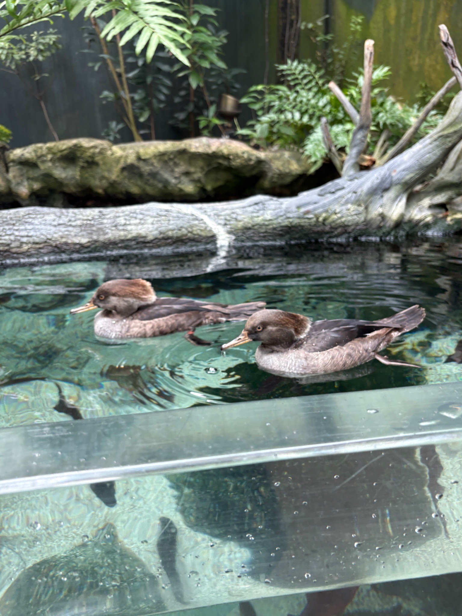 Hooded Merganser