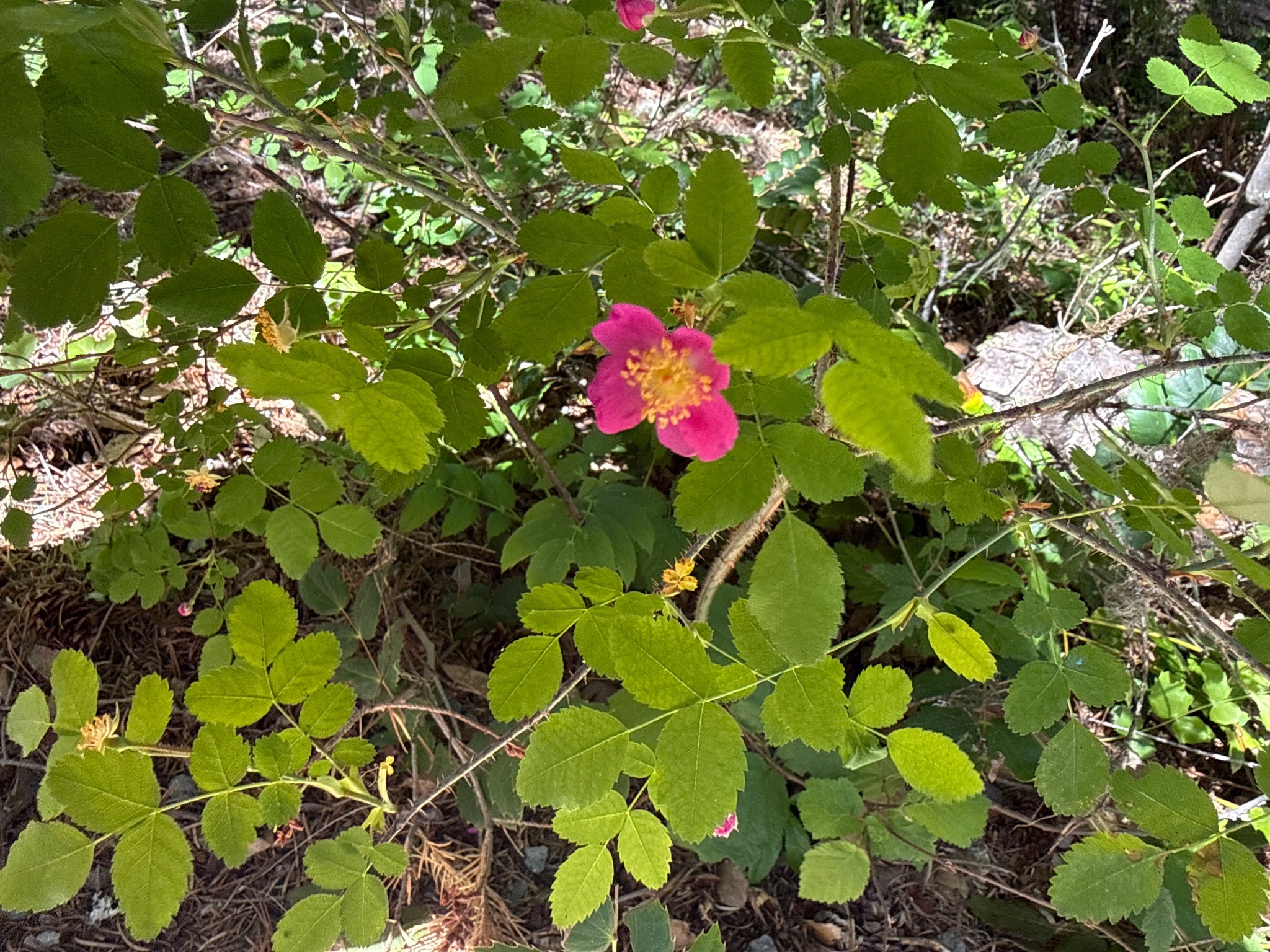 Baldhip Rose