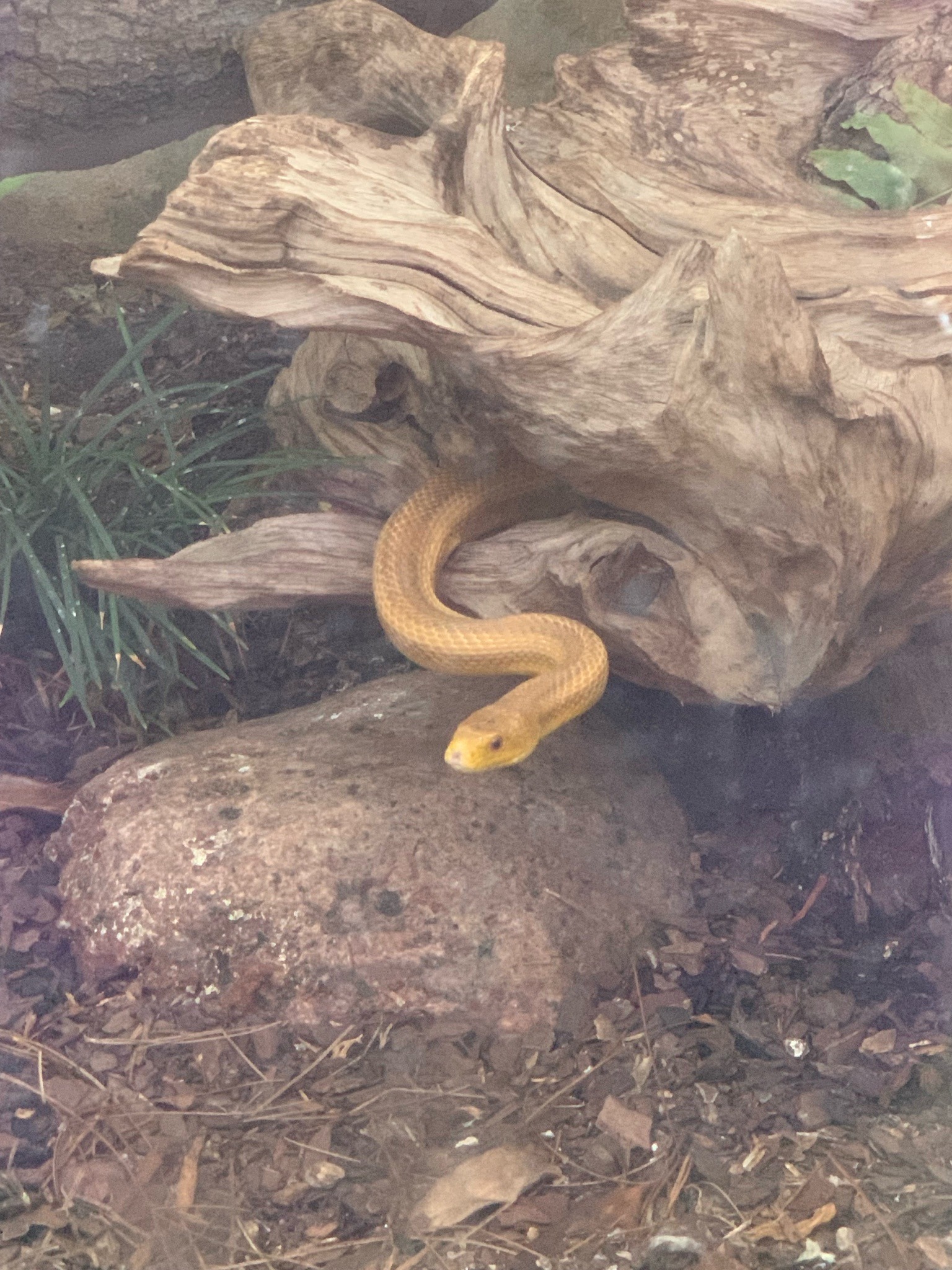 Inland Taipan