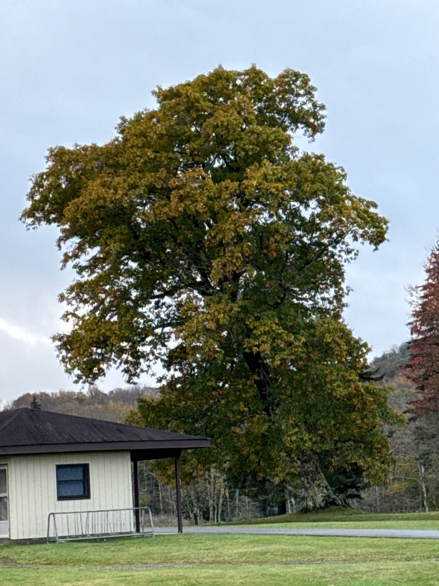 Bigleaf Maple