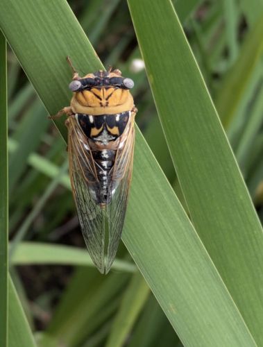 Cicada