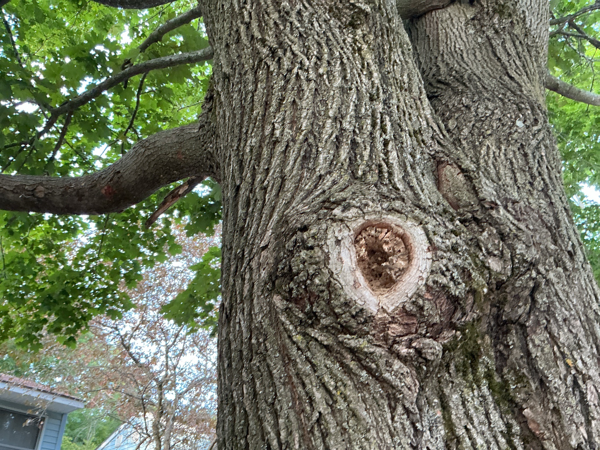 Norway Maple