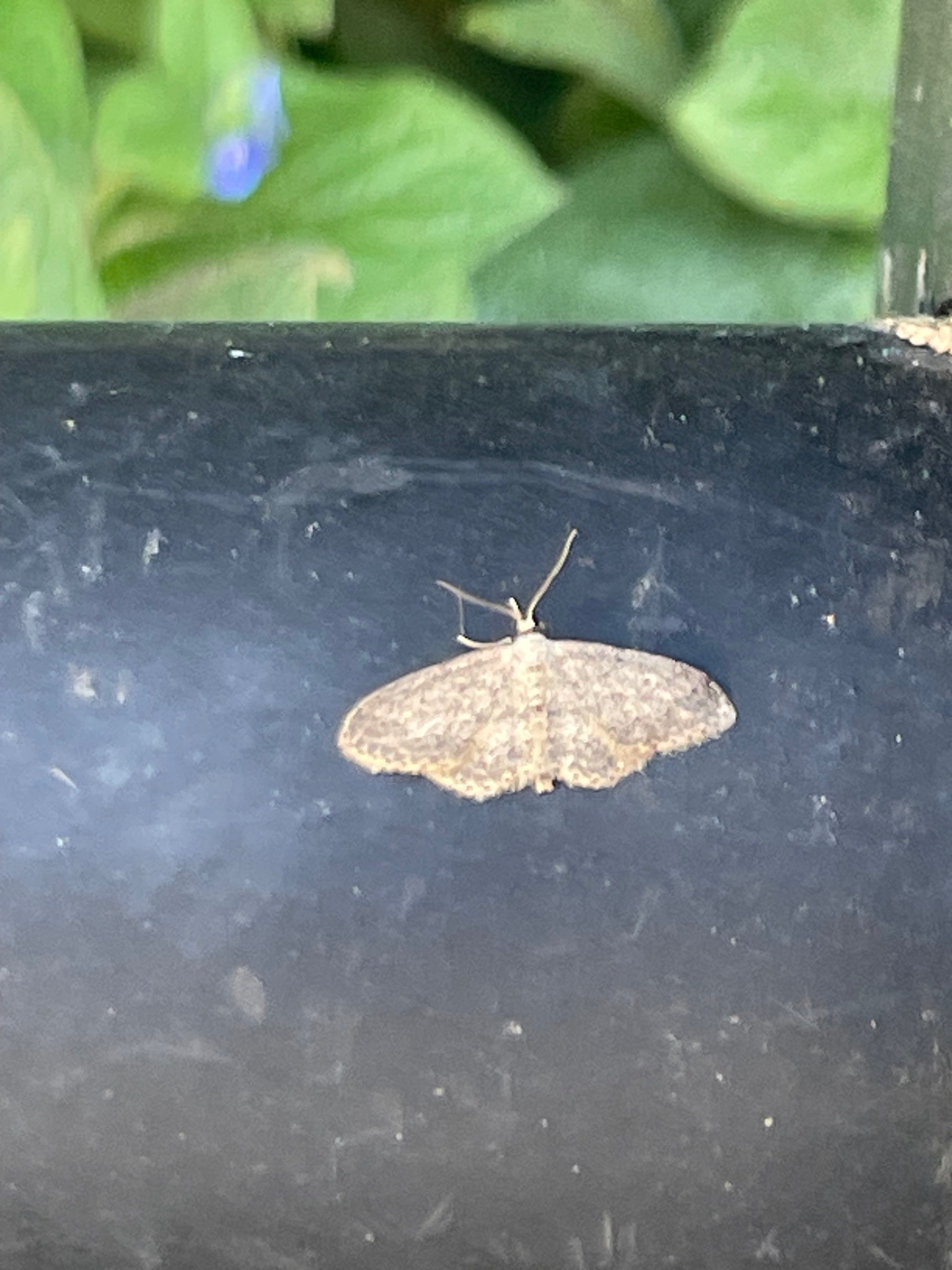 Riband Wave