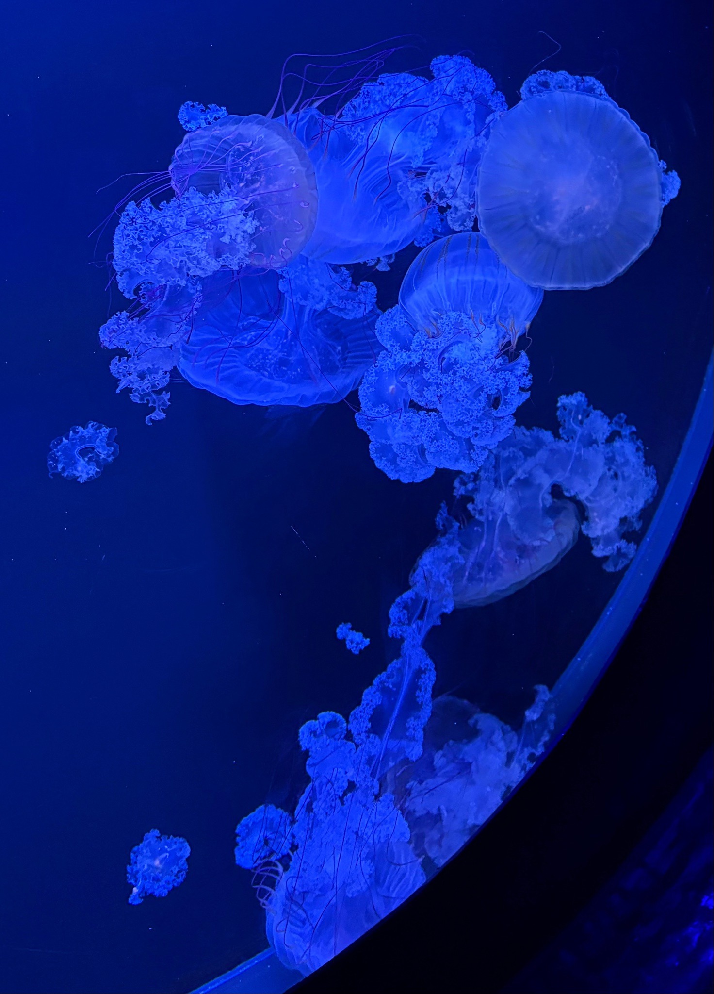 Pacific Sea Nettle