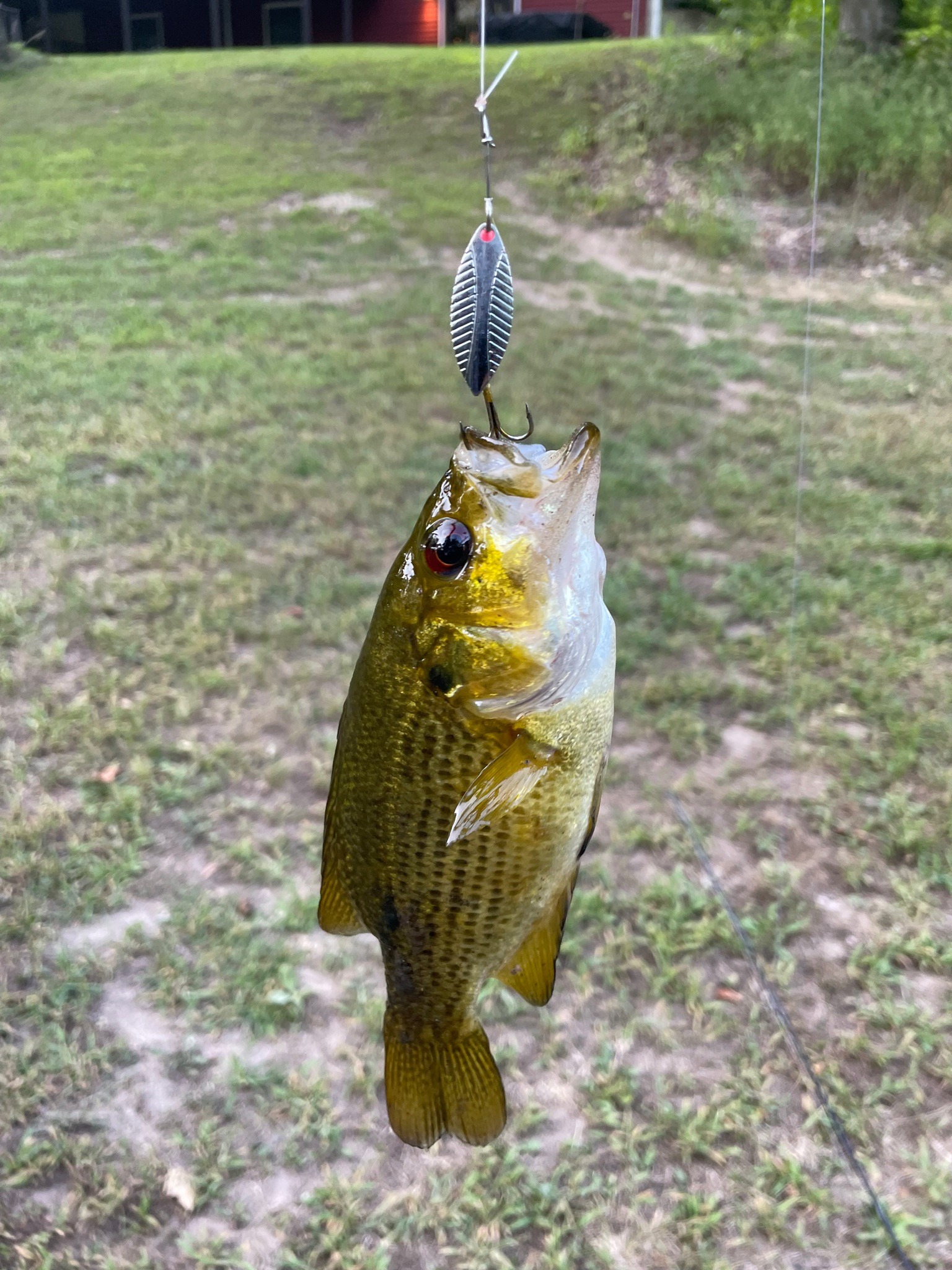 Smallmouth Bass