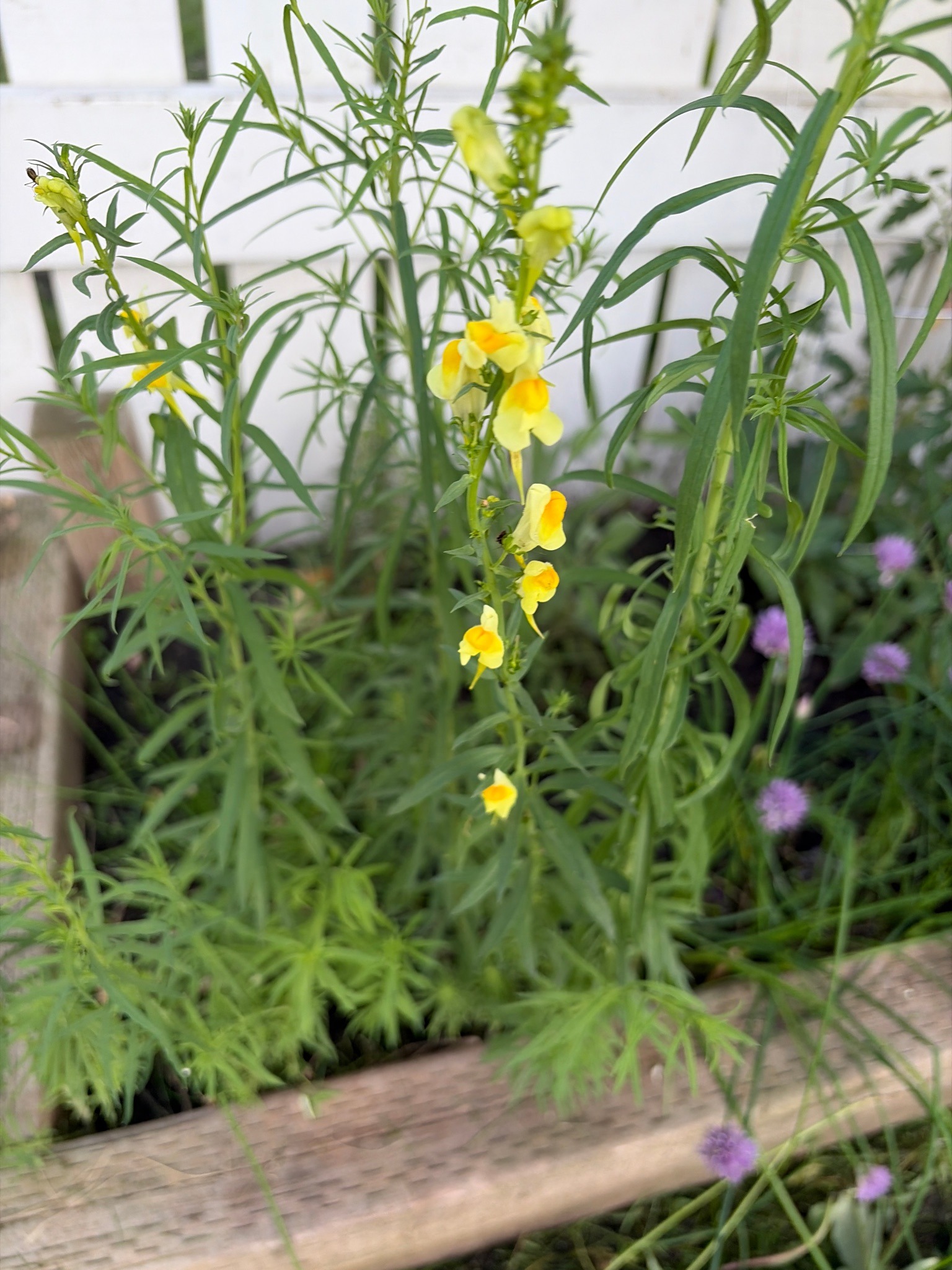 Yellow Toadflax