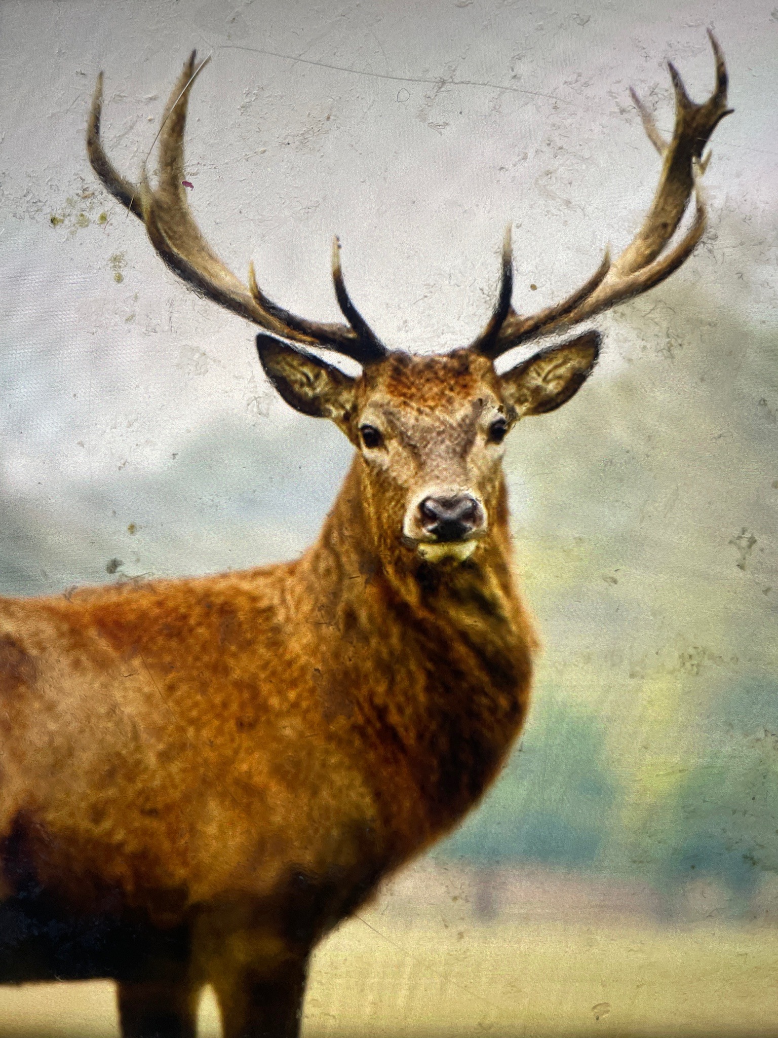 Red Deer