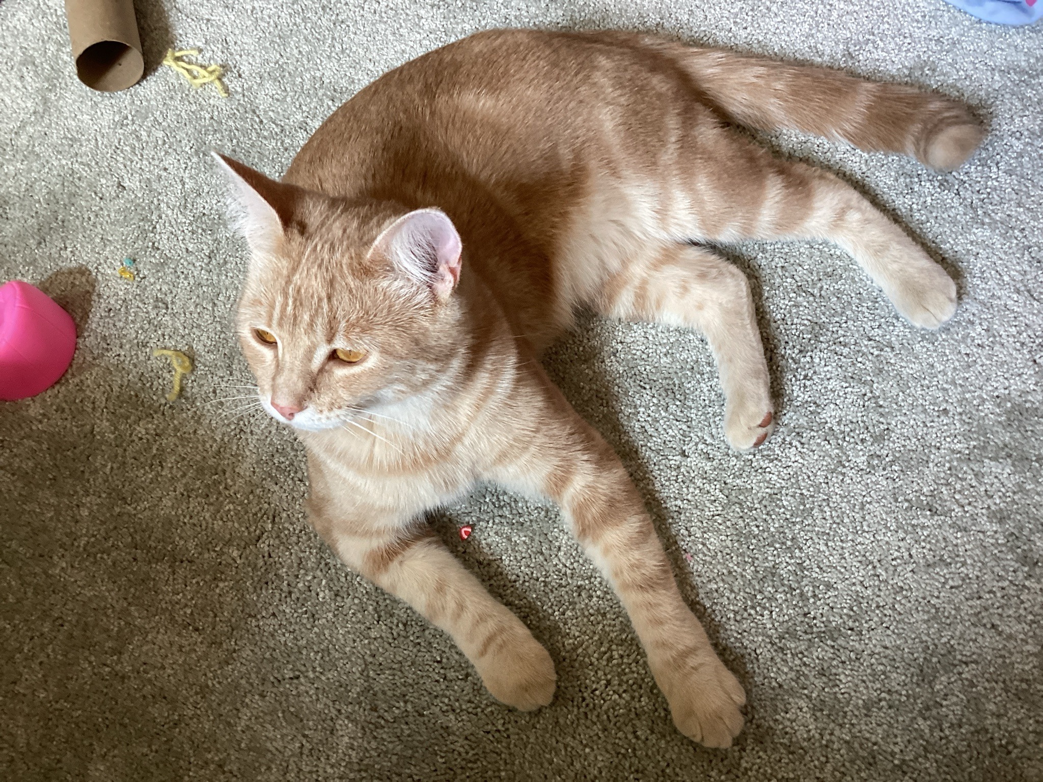 Domestic Cat