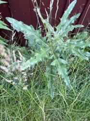 Field Thistle