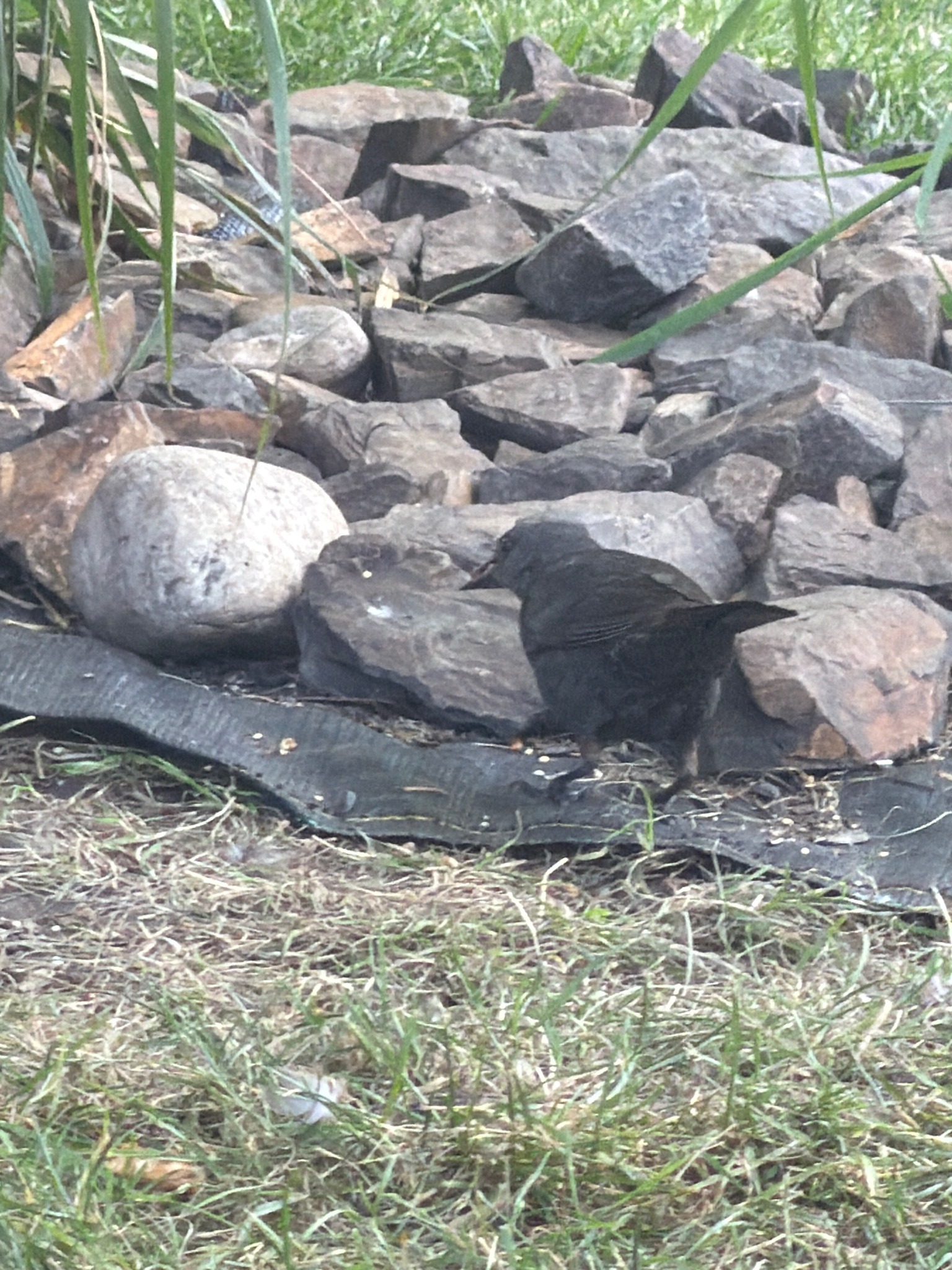 Common Blackbird
