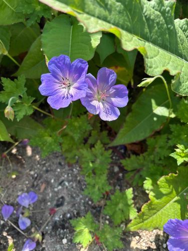 Hardy Geranium
