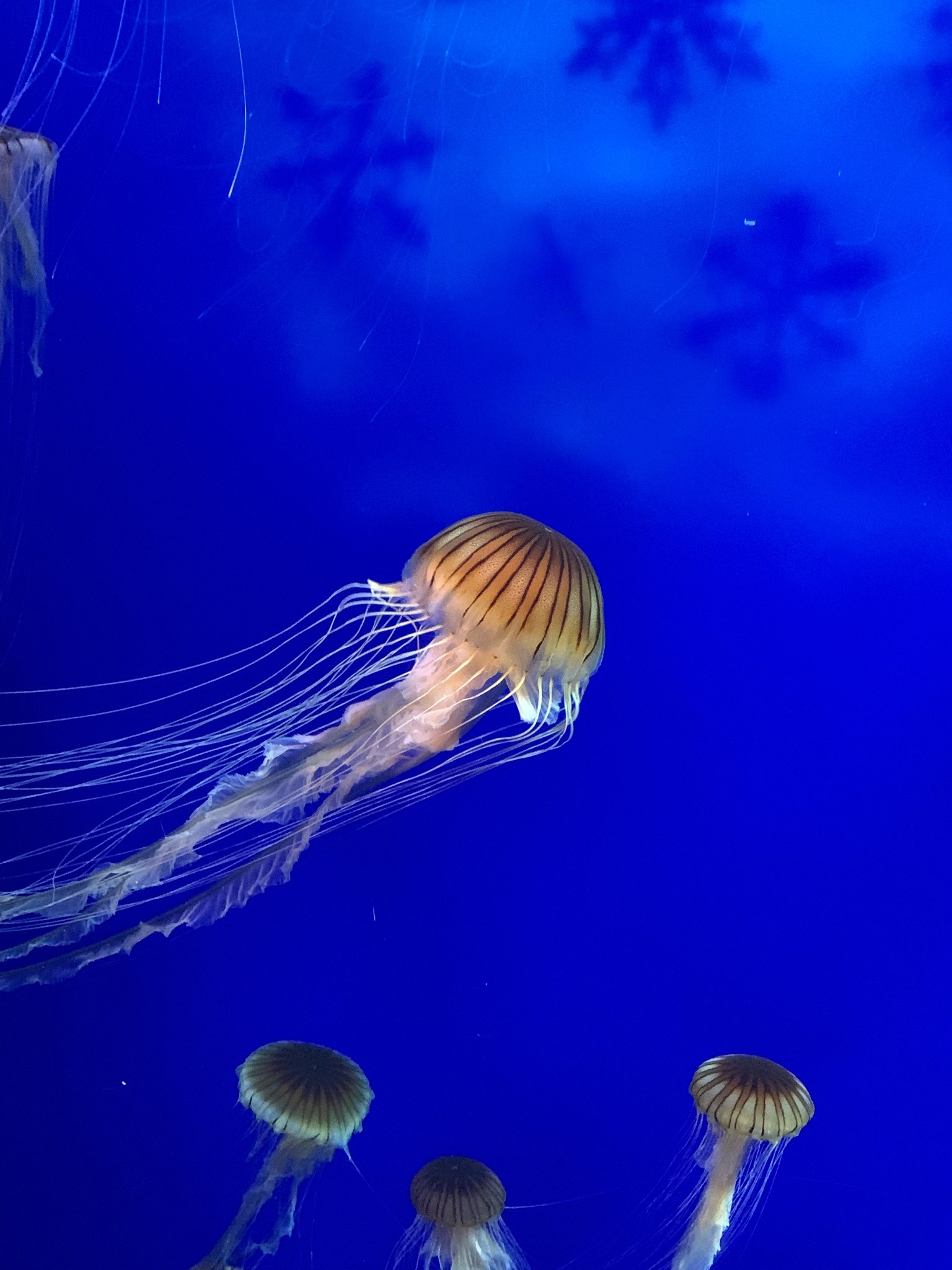 Japanese Sea Nettle