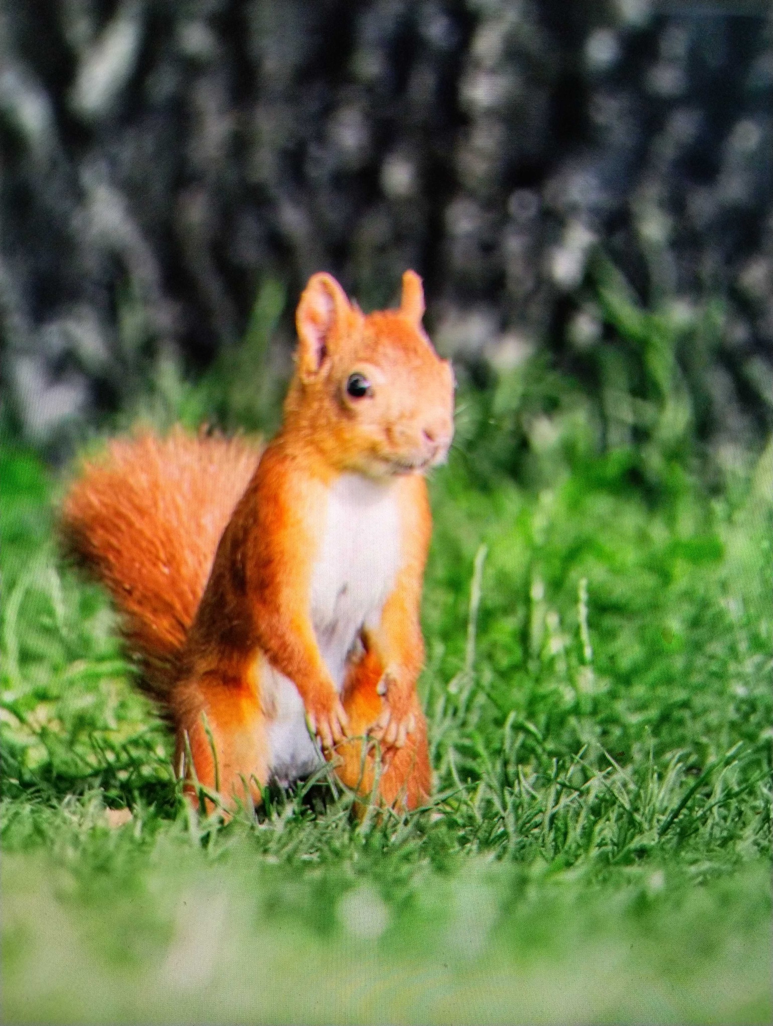 Red Squirrel