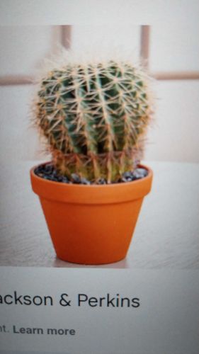 Golden Barrel Cactus