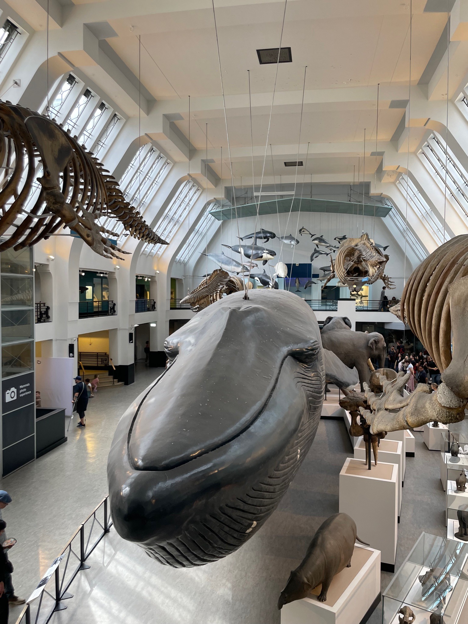 Natural History Museum Hall with Mammal Skeletons