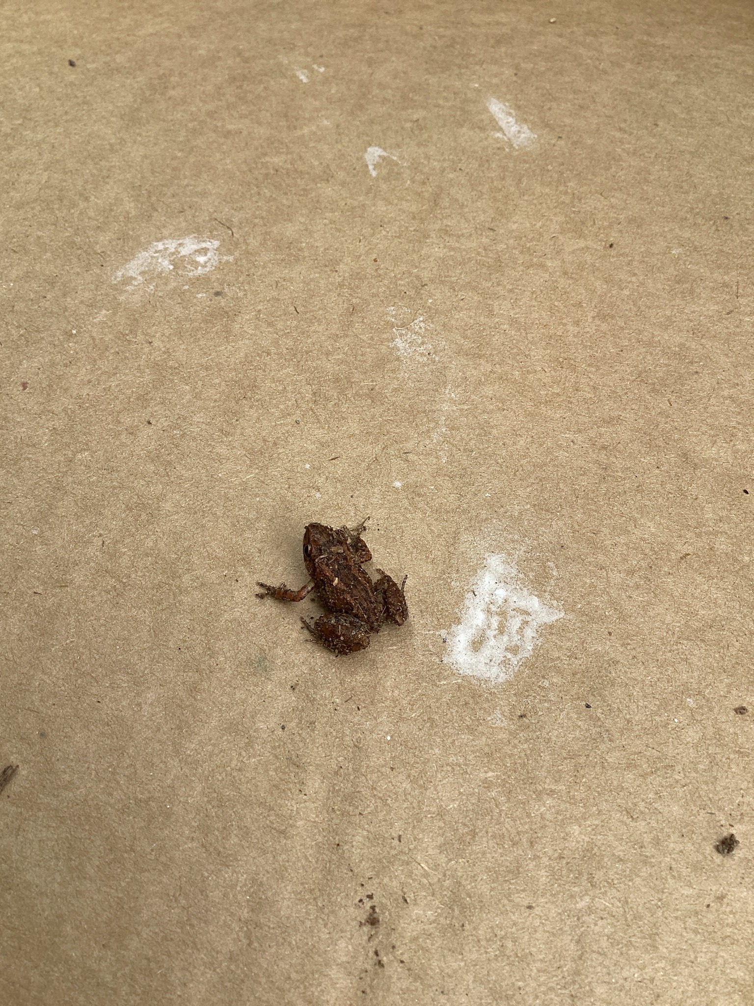 Common Rain Frog (Greenhouse Frog)