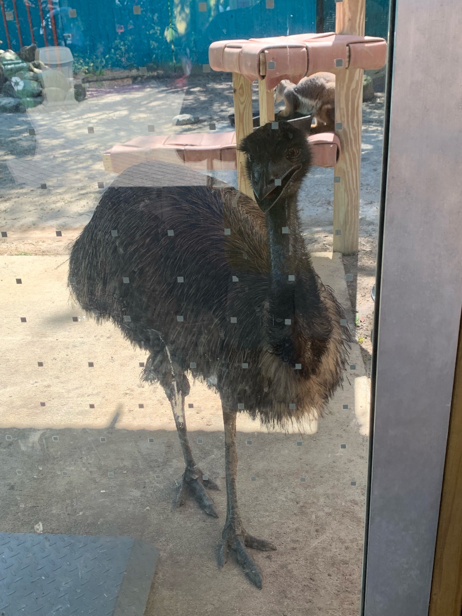 Emu