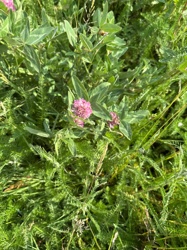 Red Clover