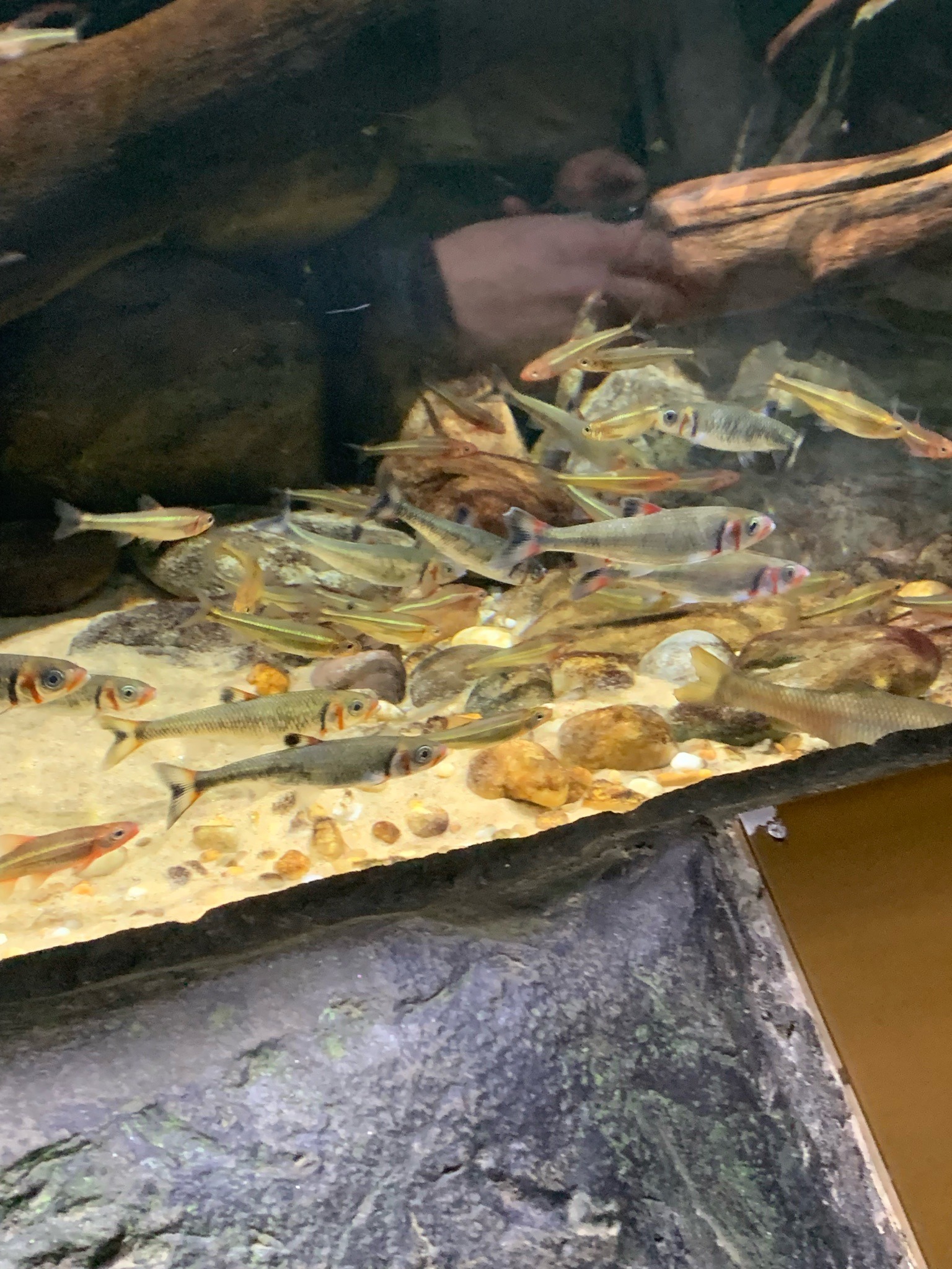 Common Shiner and Minnows