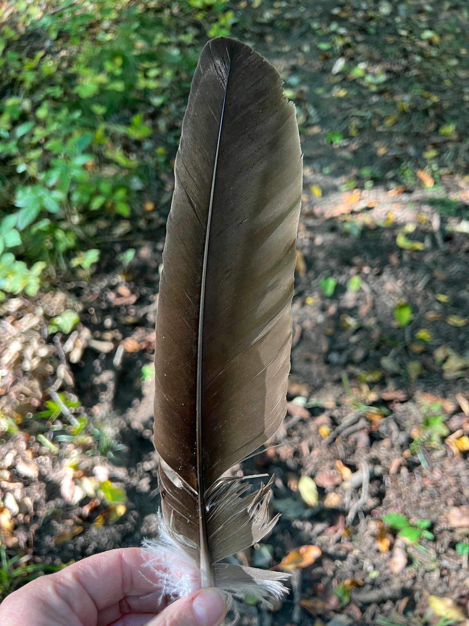 Wild Turkey Secondary Flight Feather