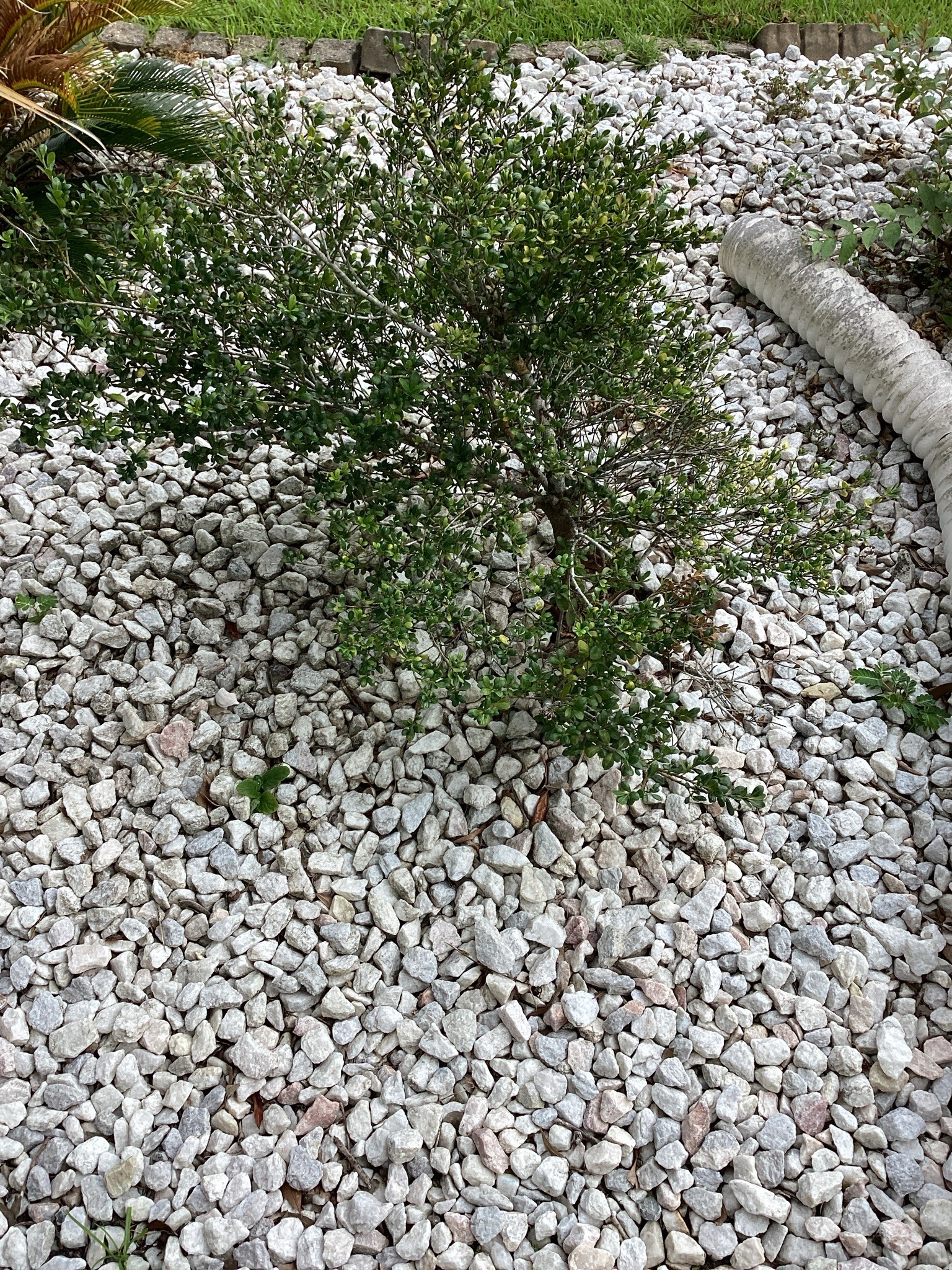 Boxwood