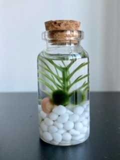 Marimo Moss Ball
