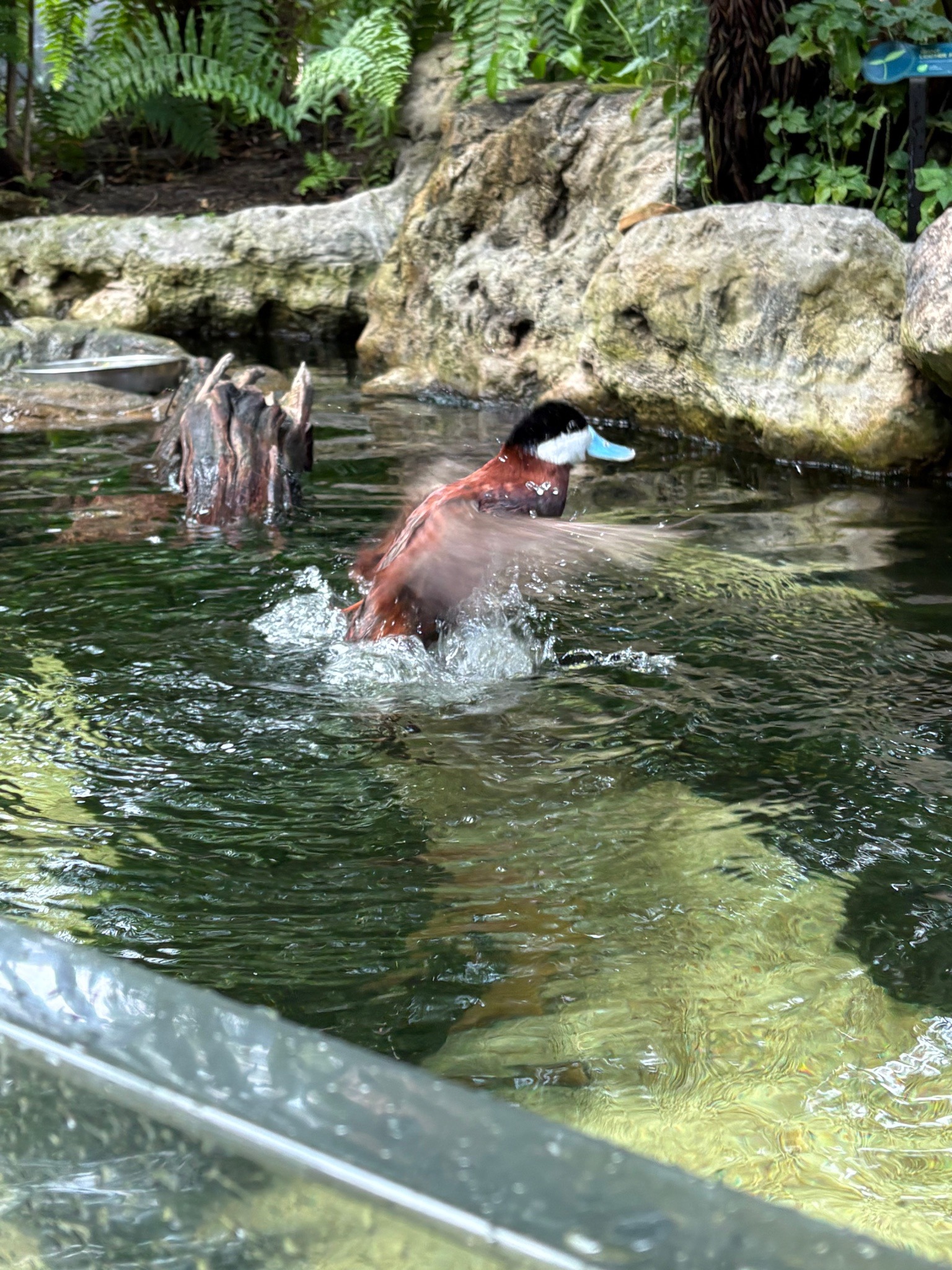 Ruddy Duck