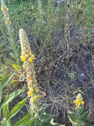 Common Mullein