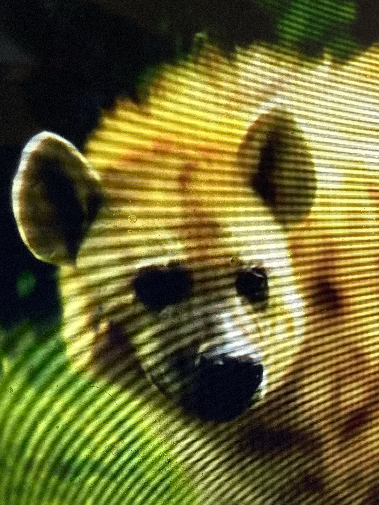 Spotted Hyena