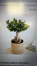 Ficus ginseng bonsai