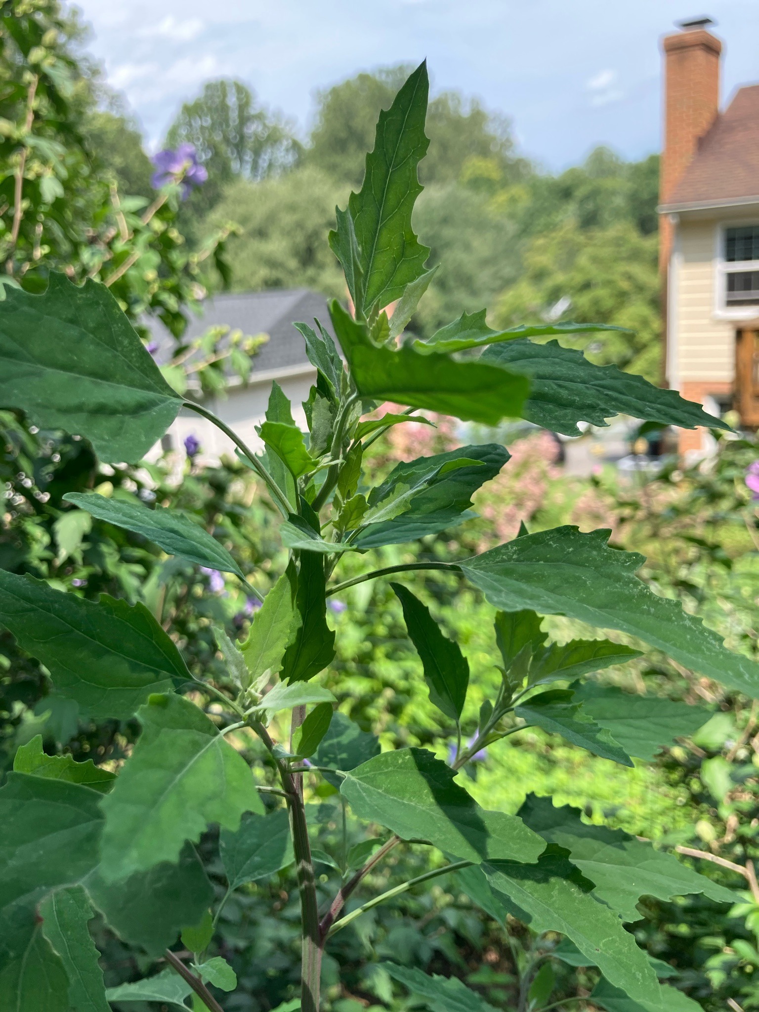 Common Lambsquarters