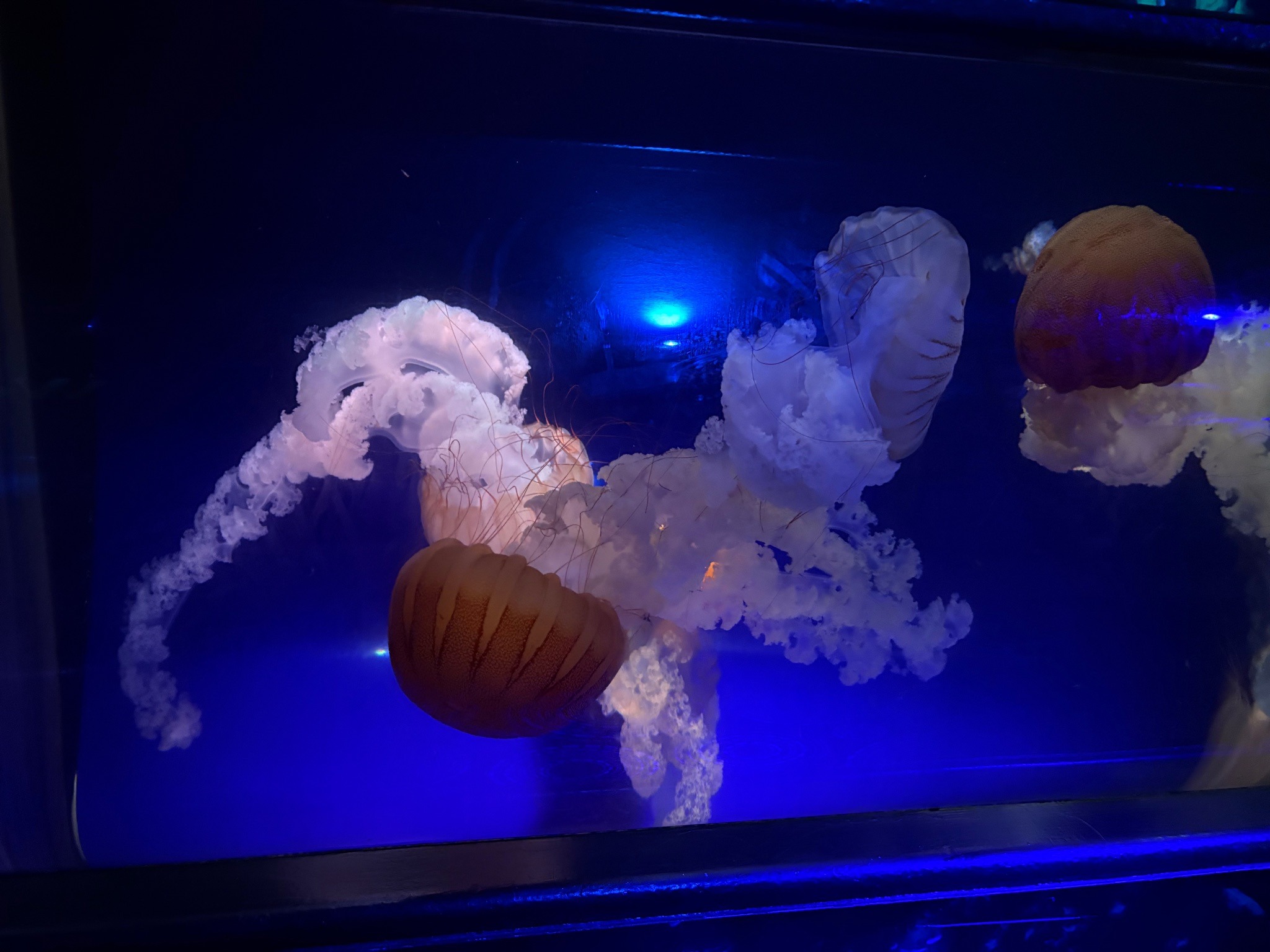 Pacific Sea Nettle