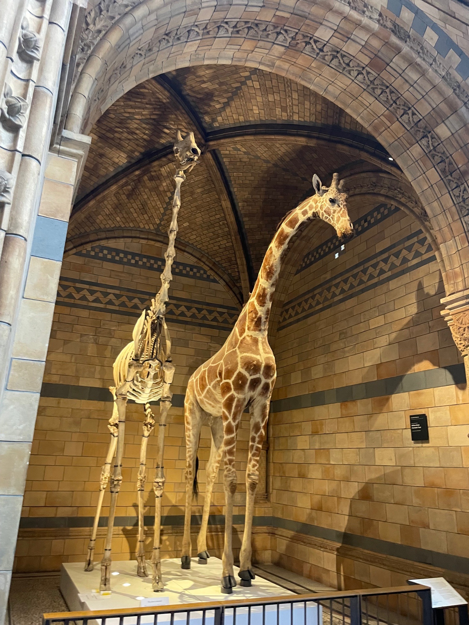 Giraffe
