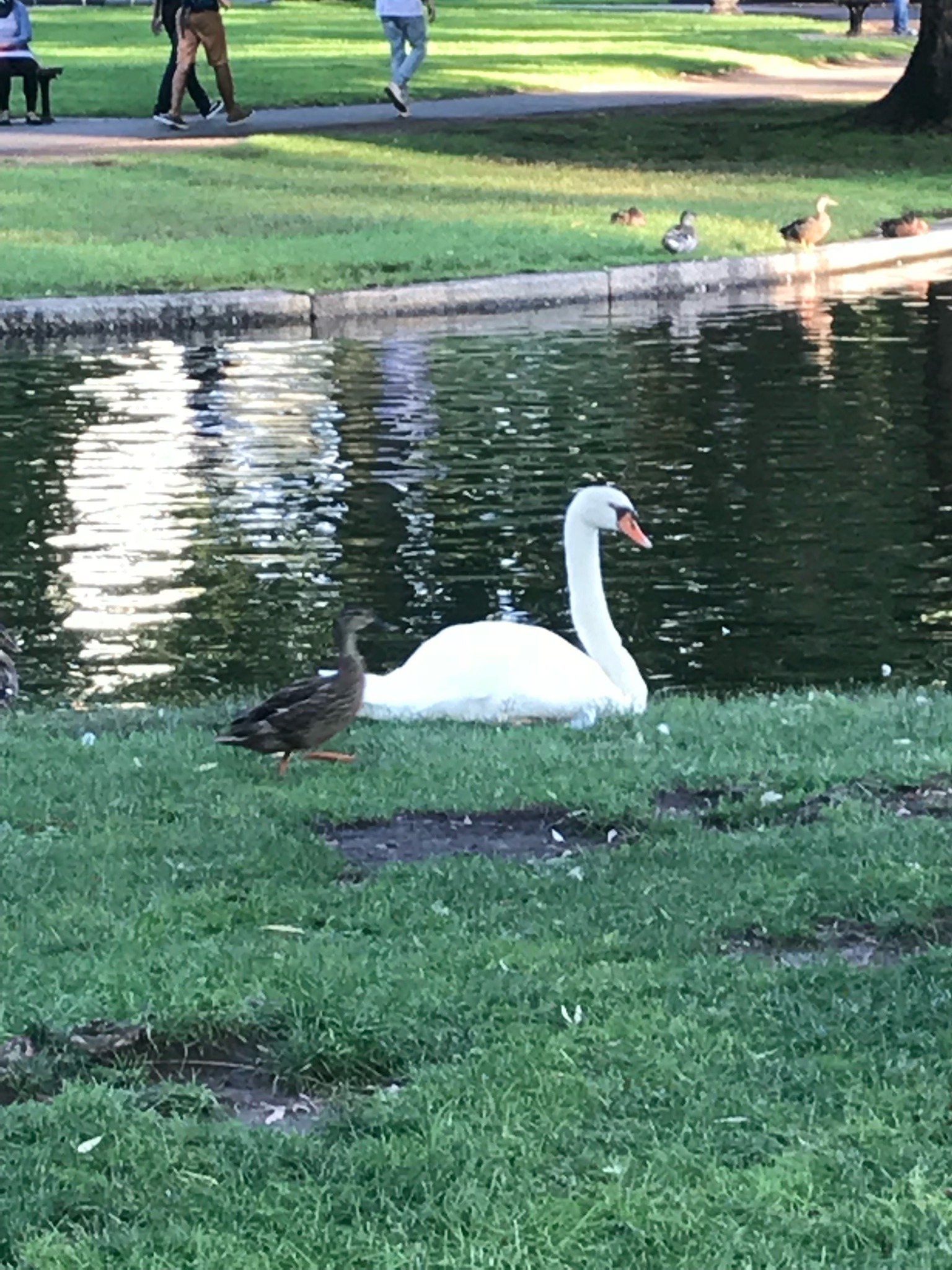 Mute Swan