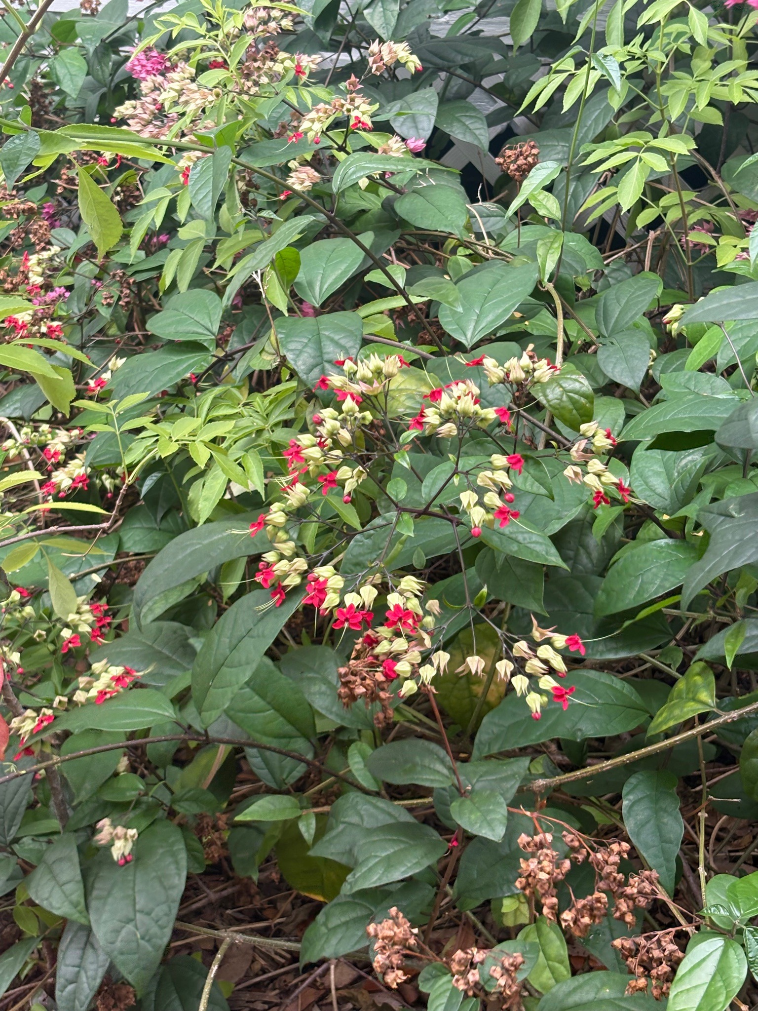 Bleeding Heart Vine