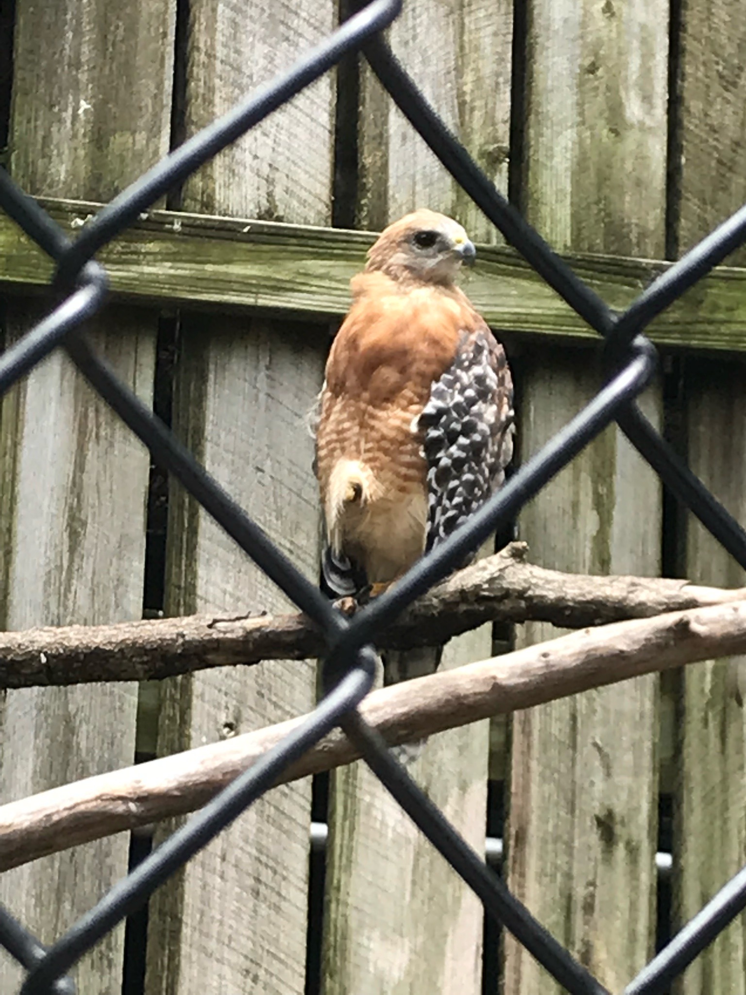 Red-shouldered Hawk